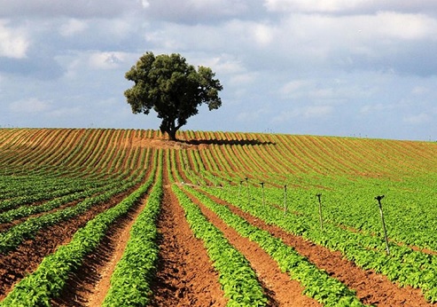 Potato field at the Besor. Photograph: Yaakov Shkolnik
