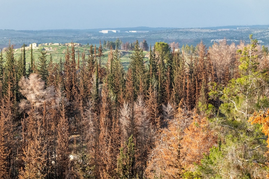 יער אשתאול כיום. צילום: בוני שיינמן, ארכיון הצילומים של קק"ל