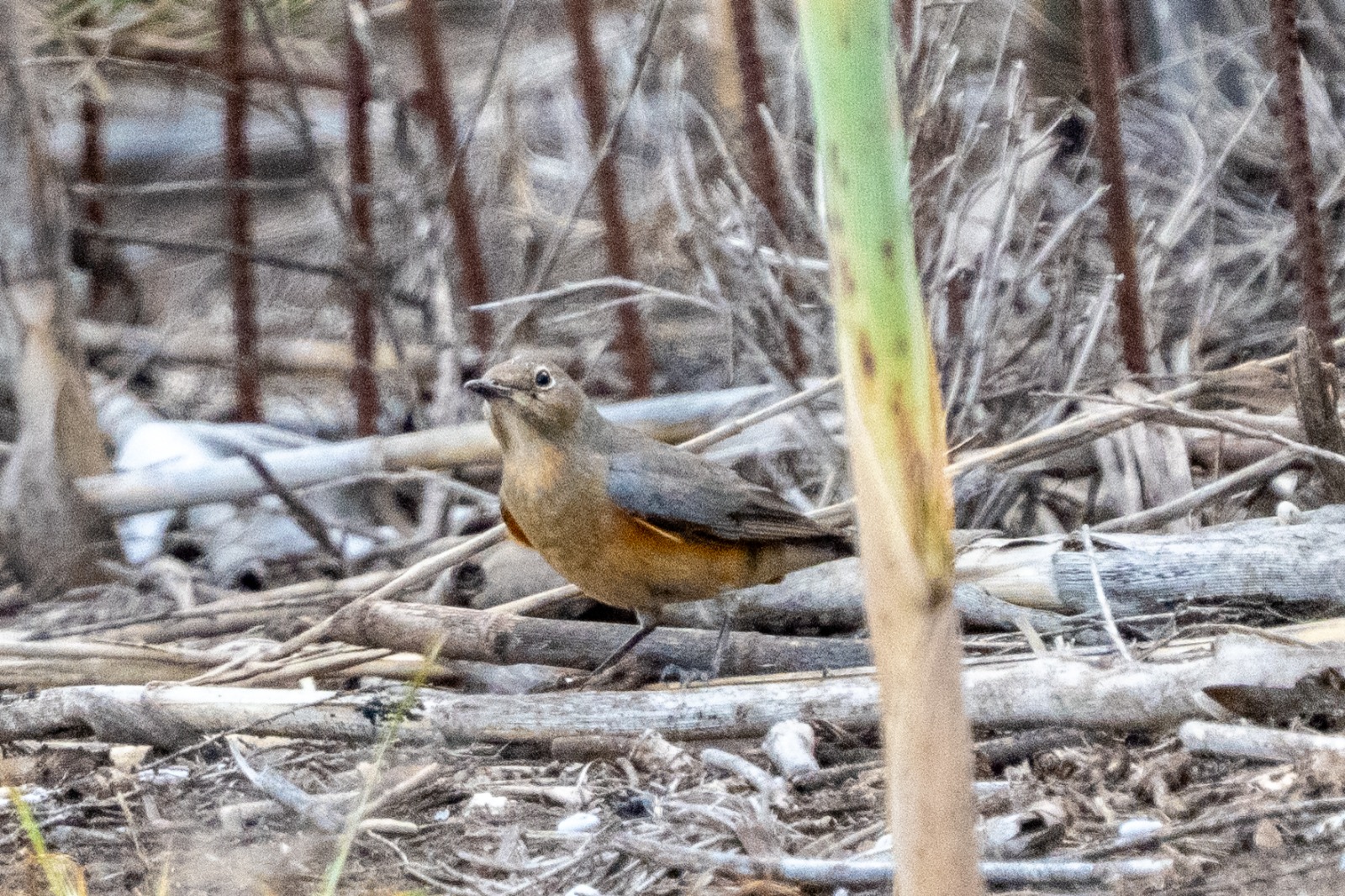 Photo: Yaron Charka, KKL-JNF