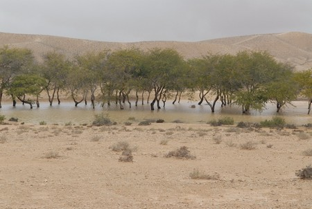 Liman in the Negev desert. Photo: KKL-JNF Archive.