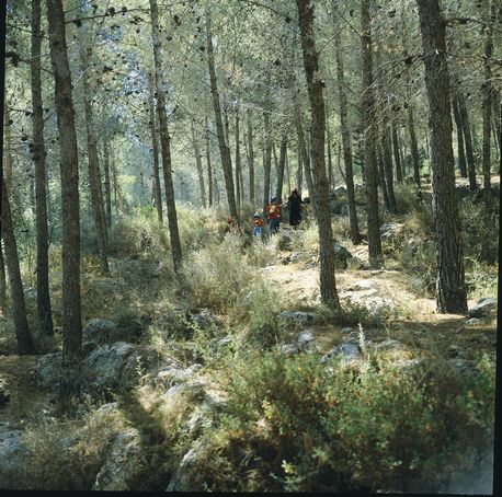 Lahav Forest. KKL-JNF Photo Archive