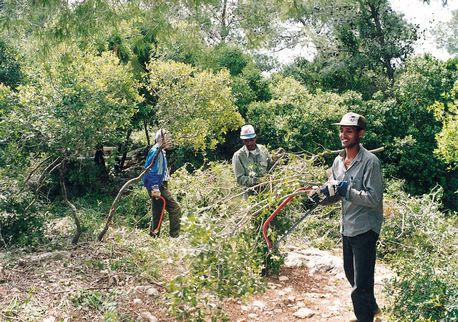 Immigrants employed in forestry work. KKL-JNF Photo Archive