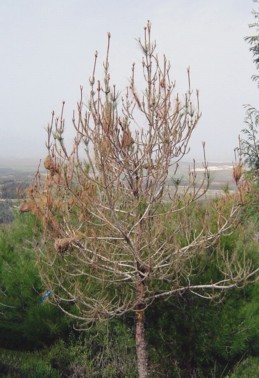 A pine tree destroyed by the Pine processionary moth. Photo by KKL-JNF Photo Archive