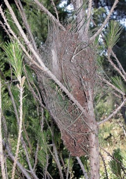 Pine processionary caterpillar nest. Photo by KKL-JNF Photo Archive