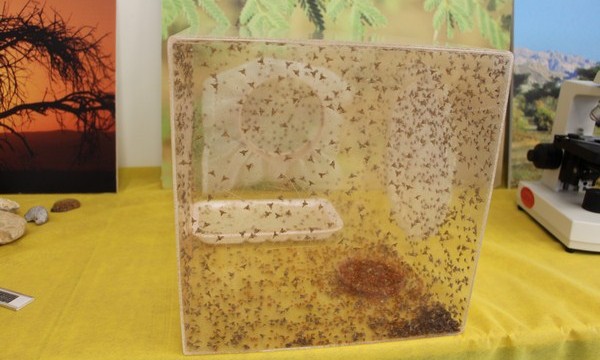 Displays at the Environmental Science Education Centre for children in the Arava. Photo: Yoav Devir
