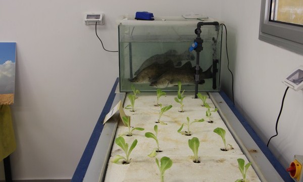 Displays at the Environmental Science Education Centre for children in the Arava. Photo: Yoav Devir