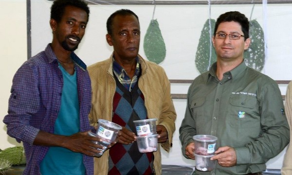 Beetles from Israel Set Out to Protect Ethiopia’s Prickly Pear Cacti. Photo: KKL-JNF