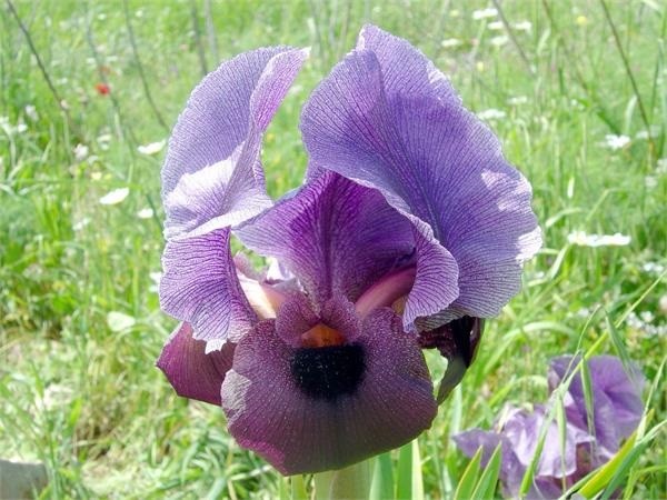The Gilboa iris. Photo: Michael Huri, KKL-JNF Photo Archive