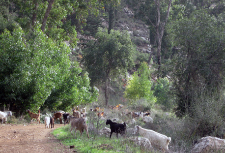 Aminadav forest. Photo: KKL-JNF