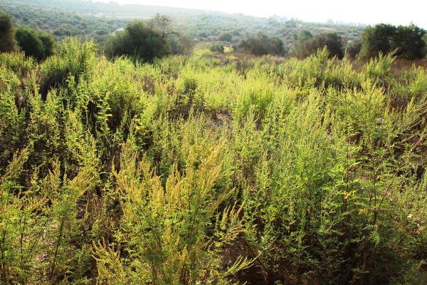 Ambrosia confertiflora. Photo:  Shani Gleitman