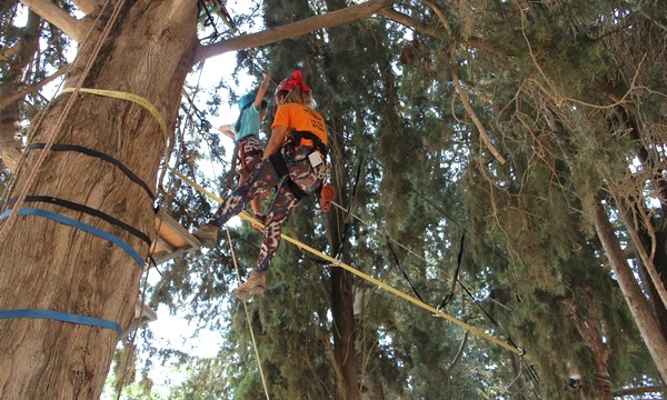 Ropes course among the trees at Etgarim Camp in the Tzipori Field and Forest Center. Photo: Yoav Devir