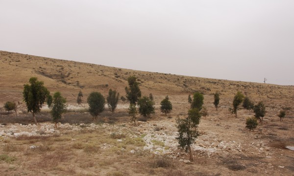 Trees planted in the Dudai'm region, forming part of the ring around Beersheba. Photo: KKL-JNF