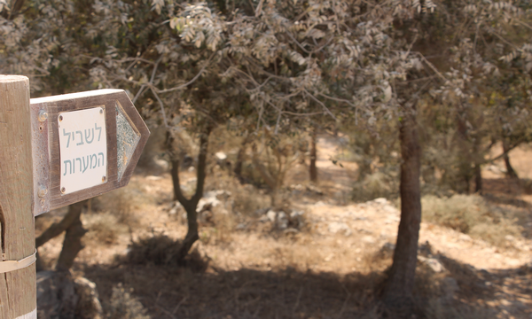 The Cave Path in the Keren Carmel Forest. (Photo: KKL-JNF Photo Archive)