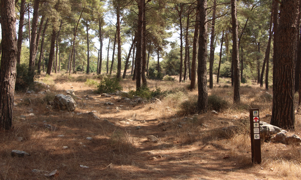 The Cave Path in the Keren Carmel Forest. (Photo: KKL-JNF Photo Archive)