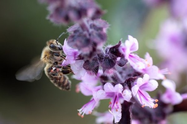Save the Bees. Photo: Needpix.com