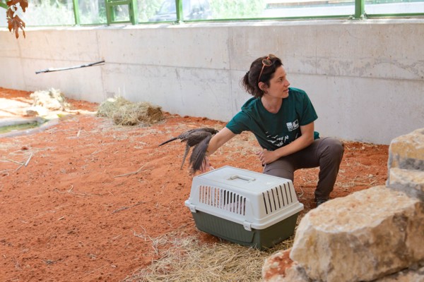Dr. Rona Nadler Valency, a veterinarian and animal science instructor at Tel-Hai Academic College. (Photo: Yoni Sheffer, KKL-JNF Photo Archive)
