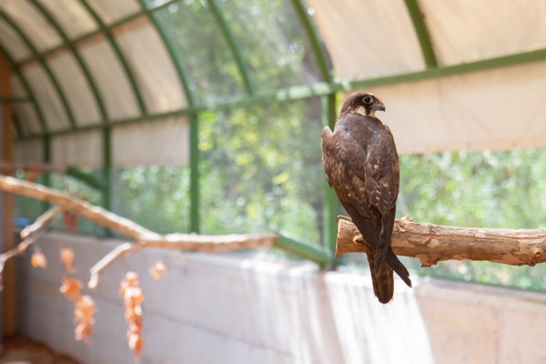 The acclimation cages are designed to imitate the birds’ natural environment. (Photo: Yoni Sheffer, KKL-JNF Photo Archive)