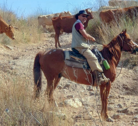 KKL-JNF volunteer help move a herd of cattle. Photo: KKL-JNF volunteer rangers group