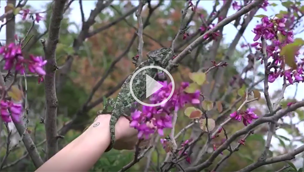 Video: Curtesy of the Hula Lake Wildlife Veterinary Clinic