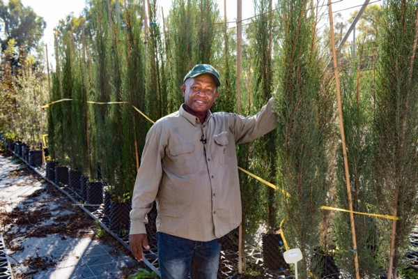 Saplings of "Etz Hamedina" - cypress saplings. (Photo: Dennis Zinn, KKL-JNF Photo Archive)Saplings of "Etz Hamedina" - cypress saplings. (Photo: Dennis Zinn, KKL-JNF Photo Archive)
