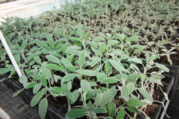 Growing saplings. (Photo: Dennis Zinn, KKL-JNF Photo Archive)