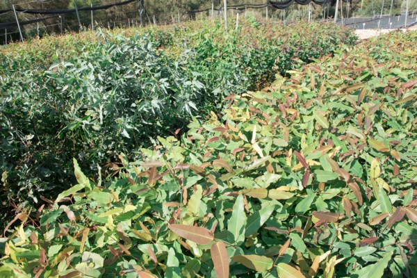 Young plants in the nursery. (Photo: Dennis Zinn, KKL-JNF Photo Archive)