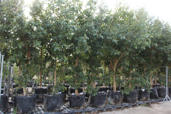 Trees ready for planting. (Photo: KKL-JNF Photo Archive)