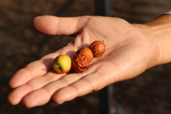 Fruits of the Ziziphus spina-christi, known as the Christ's thorn jujube tree. (Photo: KKL-JNF Photo Archive)