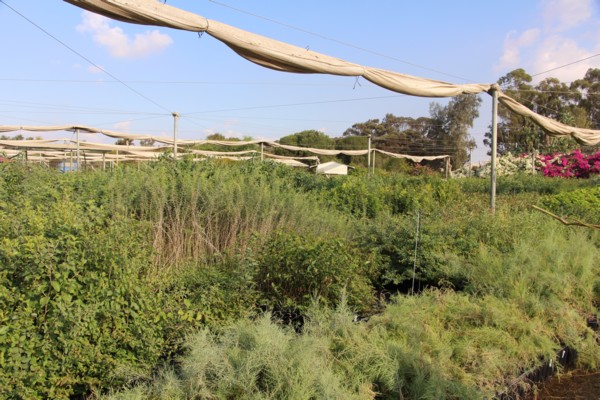 Growing saplings at the Gilat nursery. (Photo: KKL-JNF Photo Archive)