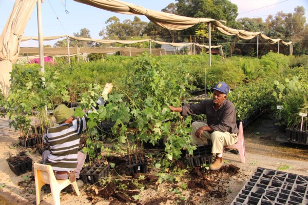 KKL-JNF workers nurturing the saplings. (Photo: KKL-JNF Photo Archive)