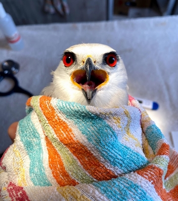 Black-winged kite. Photo: Rona Nadler, KKL-JNF Photo Archive