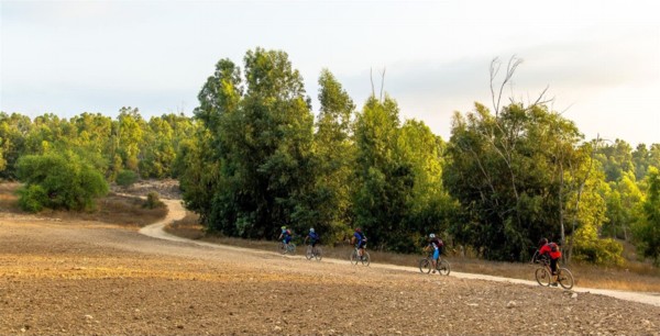 Bicycle riders in Gevaram Forest. (Photo: Talila Livshitz, KKL-JNF Photo Archive)