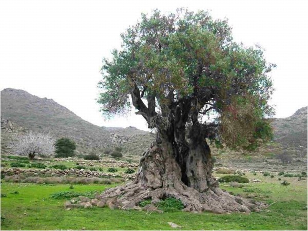 The Olive Tree. Photo: KKL-JNF Photo Archive