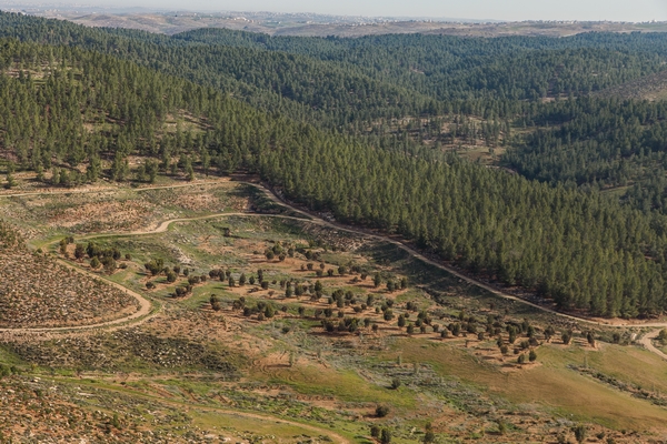 Yatir Forest. The radiator phenomenon is expected to lead to regional cooling and an increase in precipitation amounts. Credit: Albatross, KKL-JNF Photo Archive