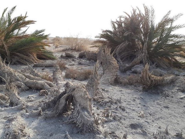 Dead and dying date palms in the central Arava. Photo courtesy: Arava Tourism