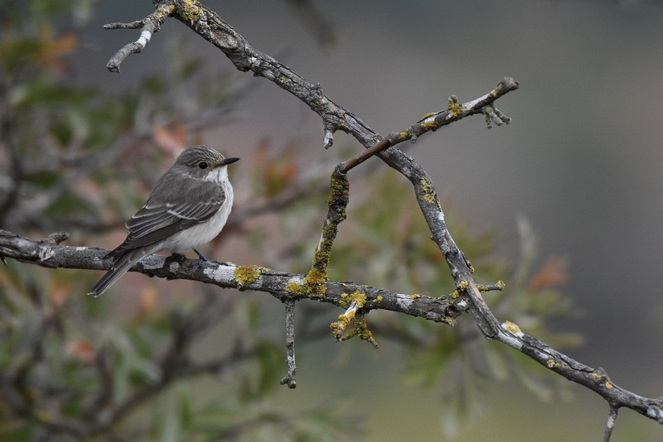 1st Place - The Spotted Flycatcher. Photo: Amit Spivak