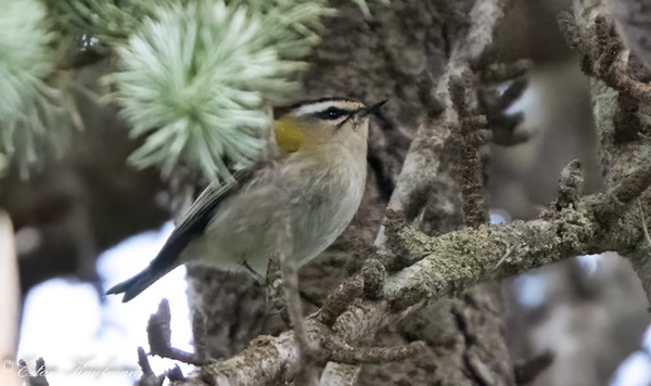 Common Firecrest in Biriya Forest. Photo: Eitan Kaufman 