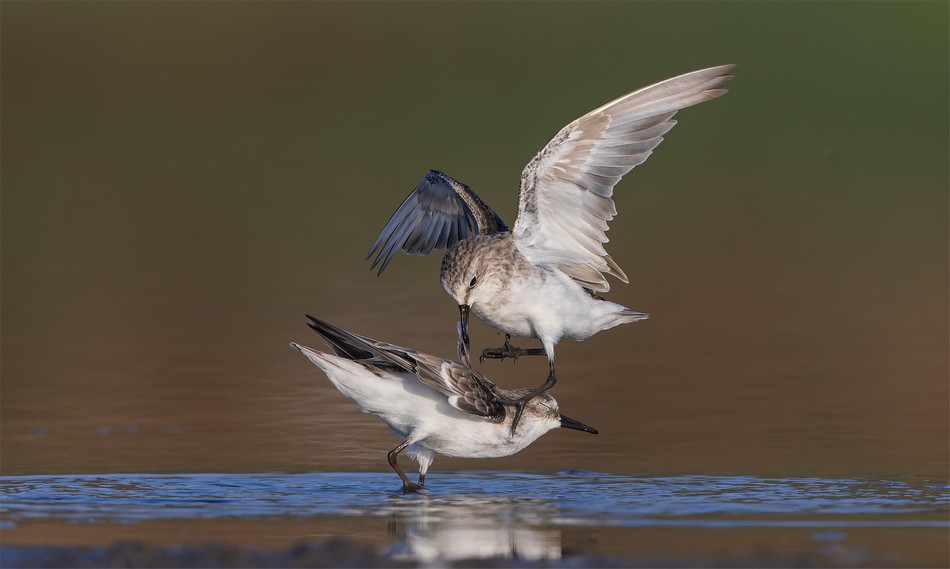 ="1st Place - Little Stints. Photo: Doron Hoffman