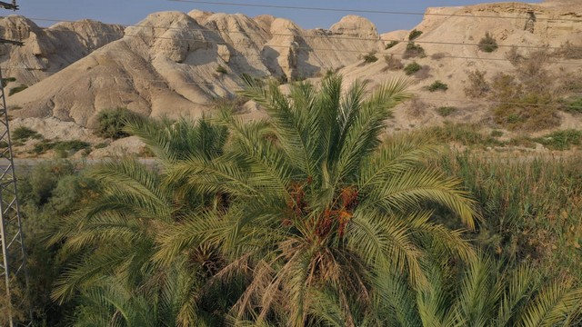 Date palms growing in Ein Tamid. Photo: Ro'ee Galilee