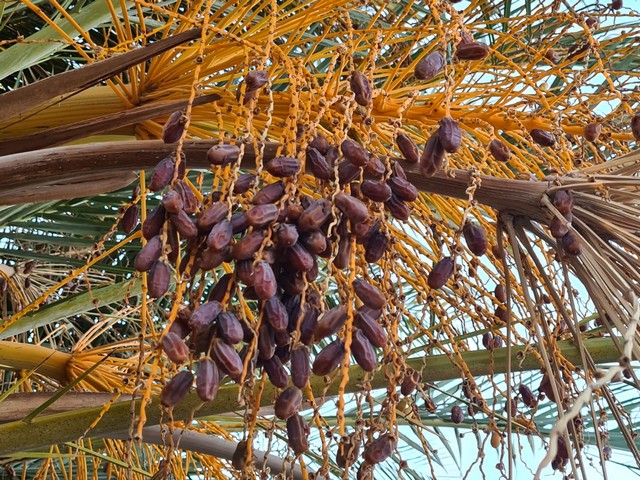 Dates growing in the Arava. Photo: Ro'ee Galilee