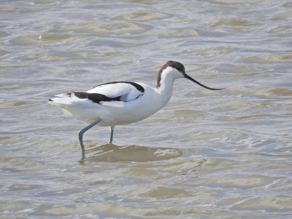 The Avocets. Photo: Eitan Caspi