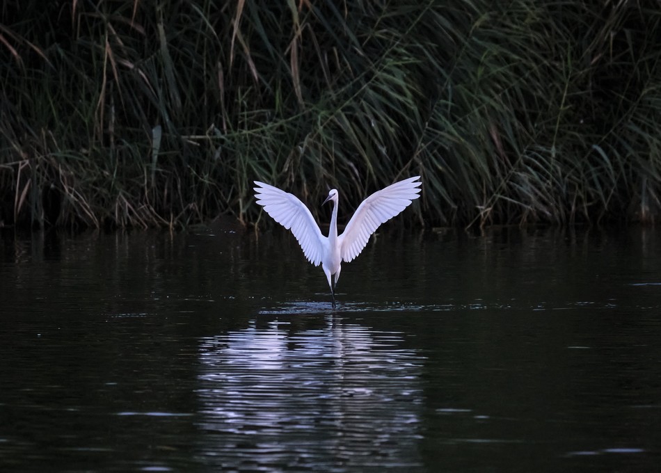 2nd Place - The Little Egret. Photo: Eli Sheetrit