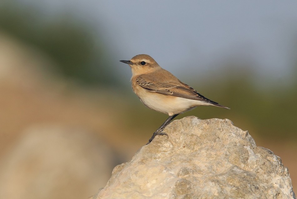 3rd Place -The Northern Wheatear. Photo: Hagai Cohen