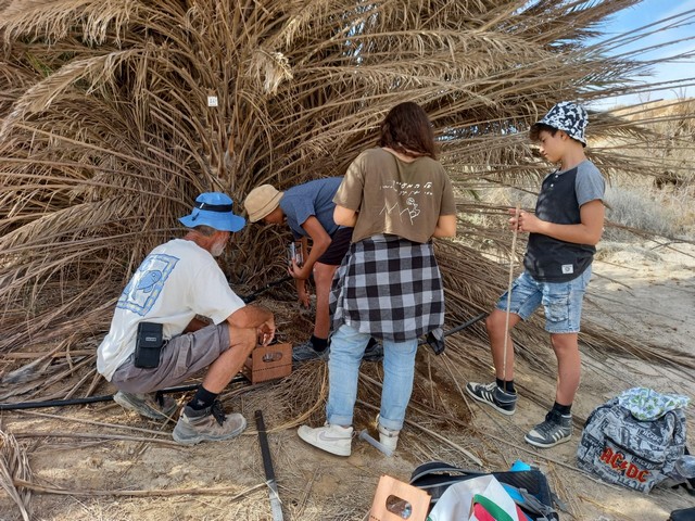 A group of volunteers examine a date palm. Photo: Hila Elbaz