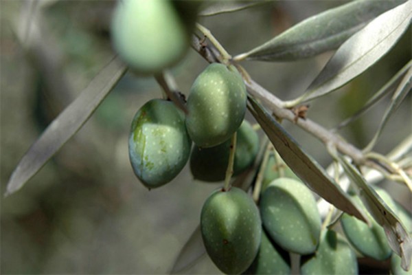 The fruits of the olive tree in the Biriya Forest. Photo: Michael Huri, KKL-JNF Photo Archive