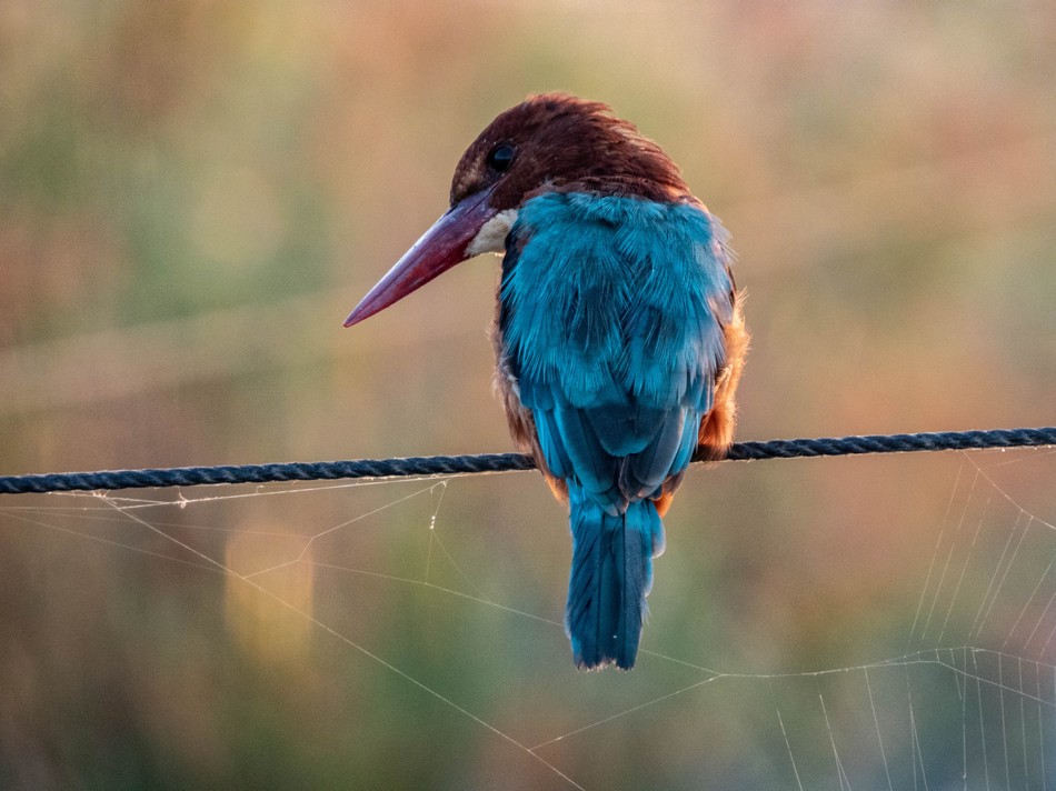 1st Place – The White-breasted Kingfisher. Photo: Omar Eshet