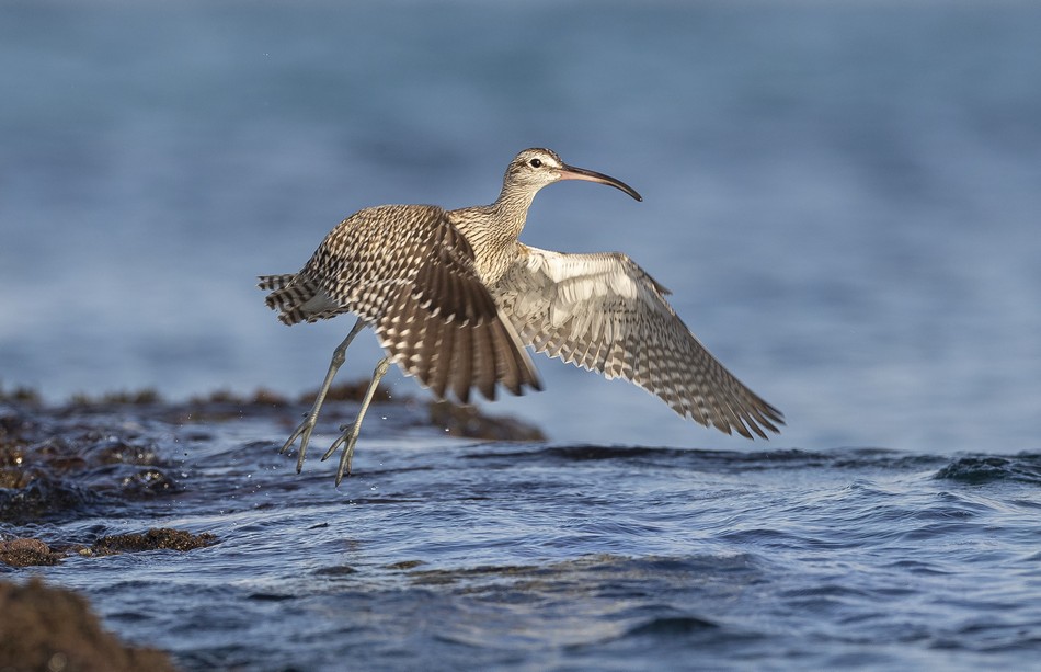 2nd Place - The Eurasian Whimbrel. Photo: Moshe Cohen