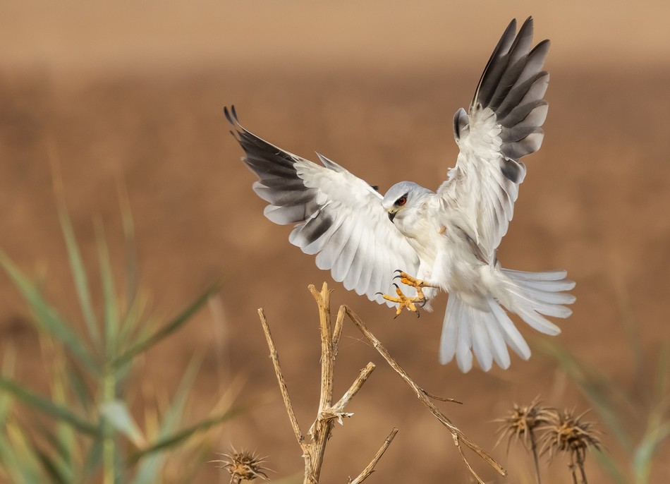 3rd Place - The Black-winged Kite. Photo: Shraga Alon