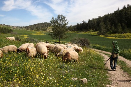 Bedouin shepherd grazes his sheep in Adulam-France Park. Photo: Yossi Zamir, KKL-JNF Photo Archive