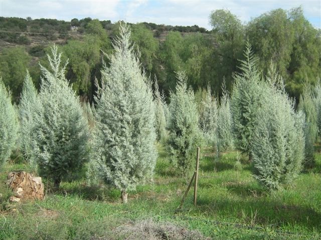 Plant a tree - Christmas